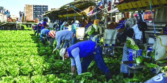 Vegetable Packer – Job